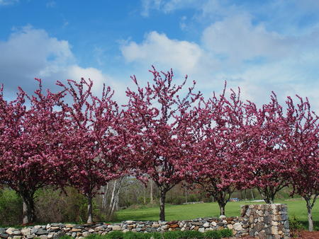 Spring flowering trees