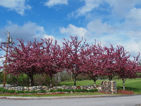 Spring flowering trees #2