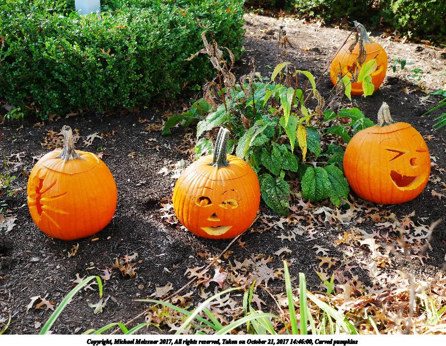 Carved pumpkins #12