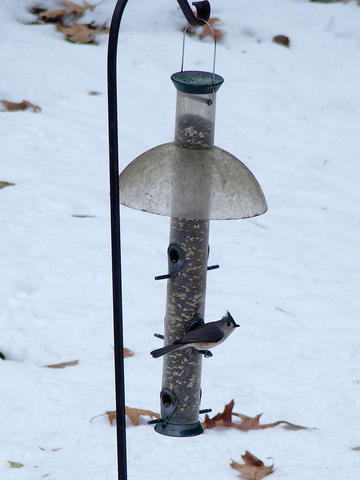Bird at our feeder #2