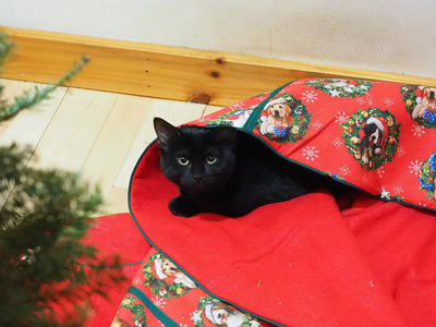 Diana, the Christmas Kitty