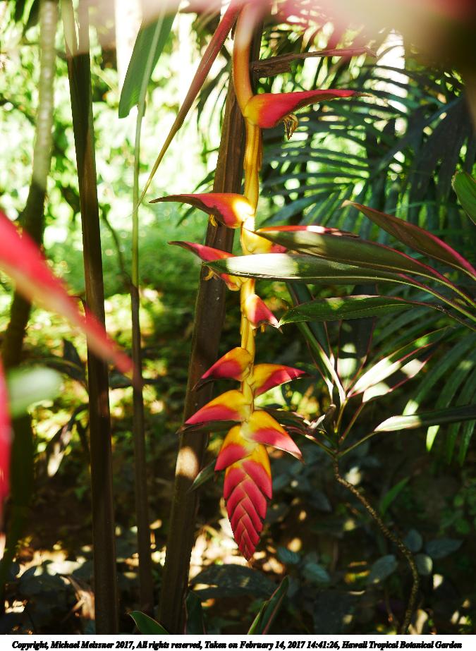 Hawaii Tropical Botanical Garden #14