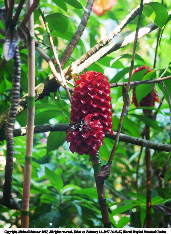 Hawaii Tropical Botanical Garden #21