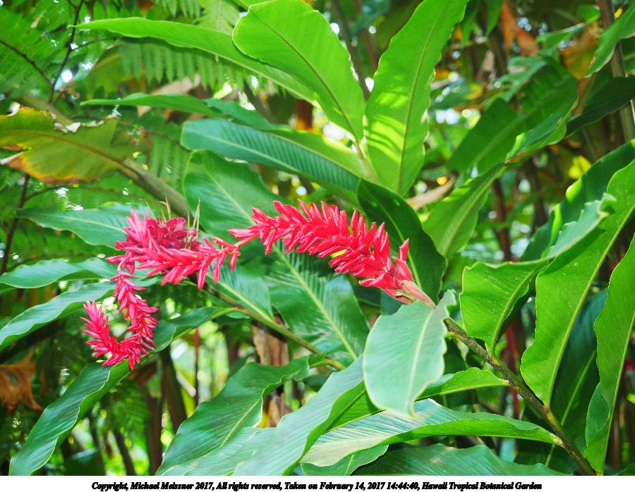 Hawaii Tropical Botanical Garden #24