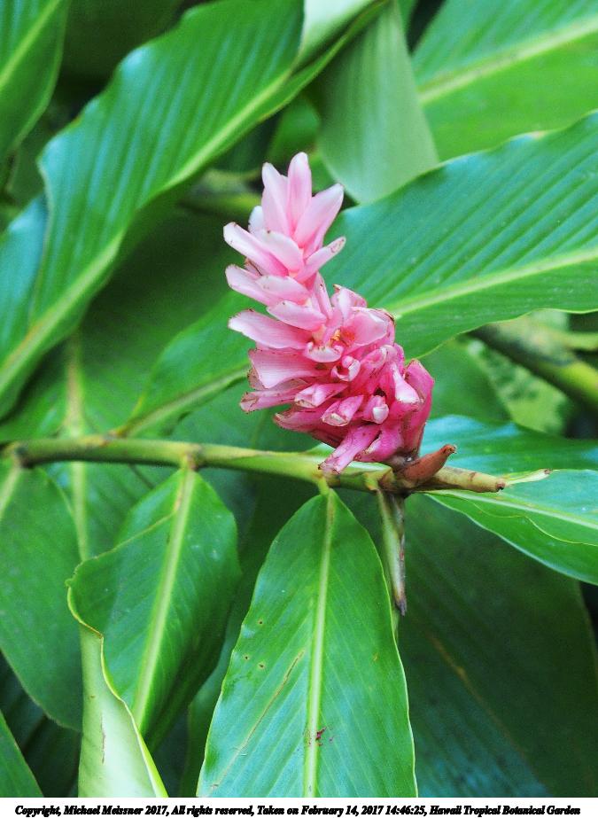 Hawaii Tropical Botanical Garden #29