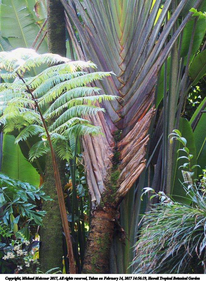 Hawaii Tropical Botanical Garden #41