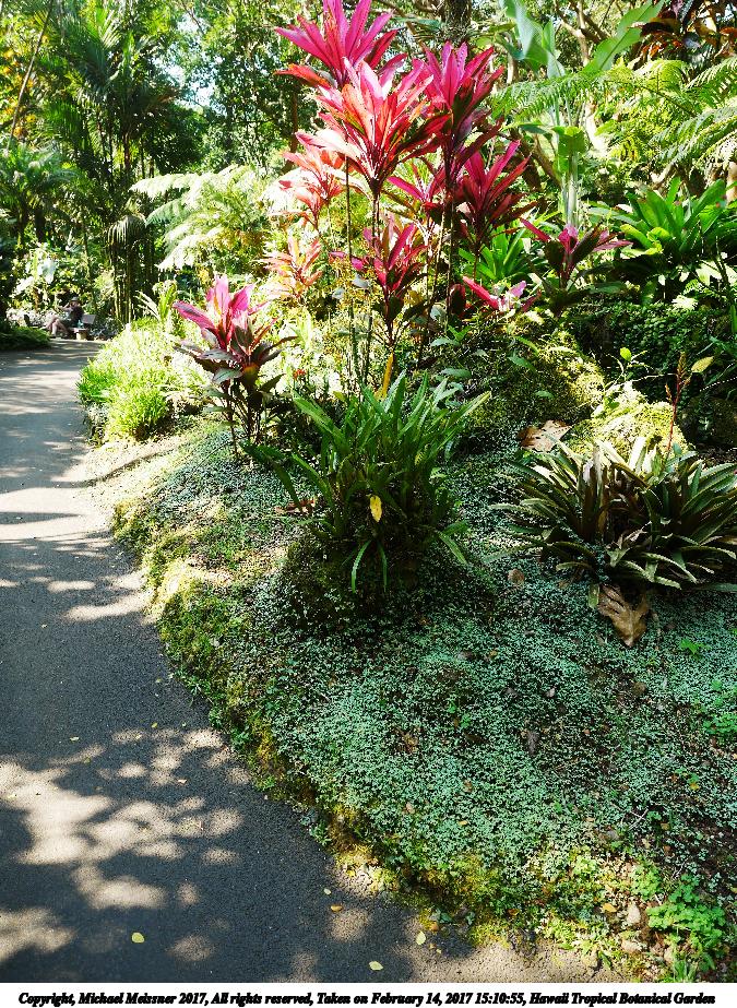 Hawaii Tropical Botanical Garden #66