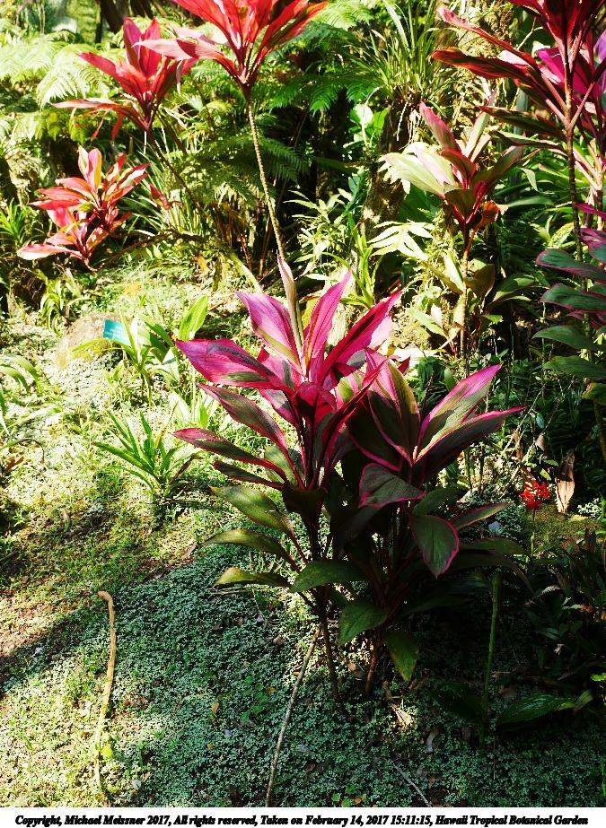 Hawaii Tropical Botanical Garden #68
