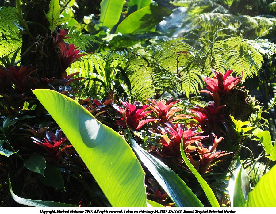 Hawaii Tropical Botanical Garden #69