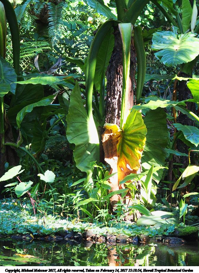 Hawaii Tropical Botanical Garden #77