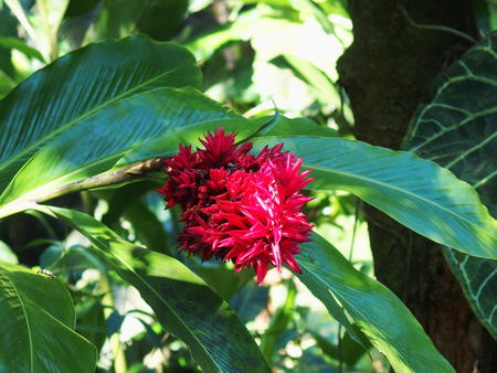 Hawaii Tropical Botanical Garden #2