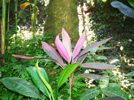 Hawaii Tropical Botanical Garden #8