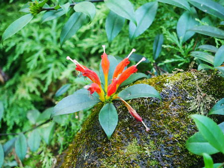 Hawaii Tropical Botanical Garden #9