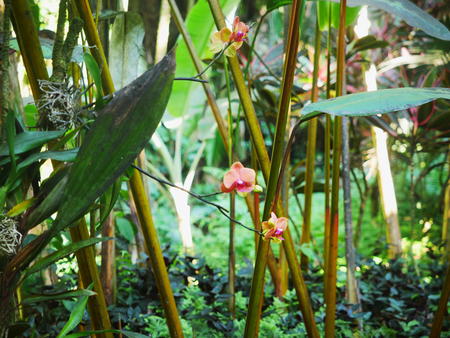 Hawaii Tropical Botanical Garden #12