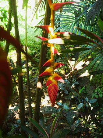 Hawaii Tropical Botanical Garden #13