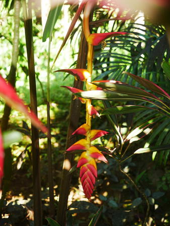 Hawaii Tropical Botanical Garden #14
