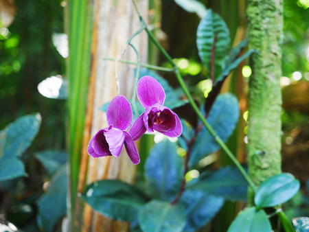 Hawaii Tropical Botanical Garden #15