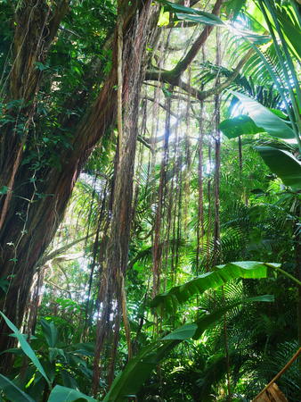 Hawaii Tropical Botanical Garden #16