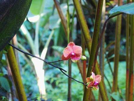 Hawaii Tropical Botanical Garden #17
