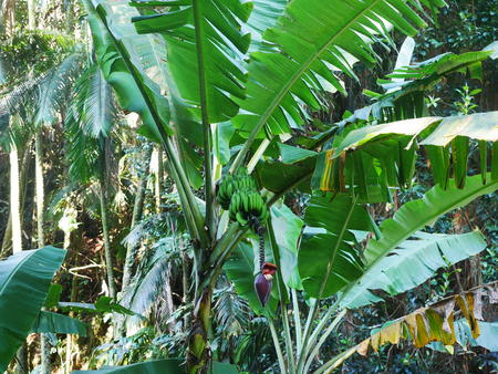 Hawaii Tropical Botanical Garden #18