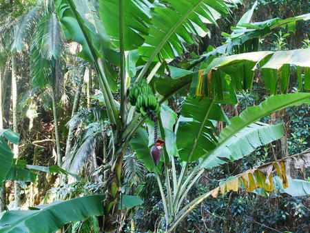 Hawaii Tropical Botanical Garden #19