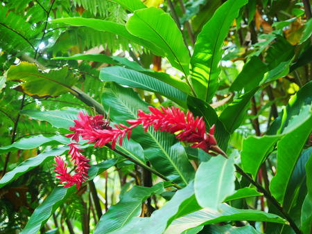 Hawaii Tropical Botanical Garden #23