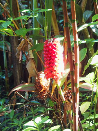 Hawaii Tropical Botanical Garden #25