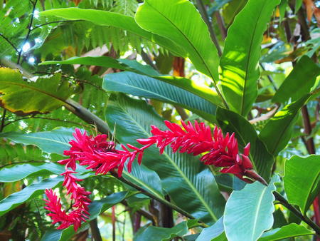 Hawaii Tropical Botanical Garden #27