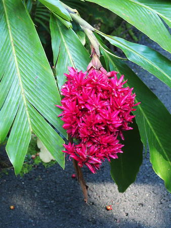 Hawaii Tropical Botanical Garden #28