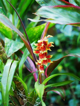 Hawaii Tropical Botanical Garden #30