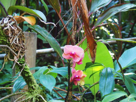 Hawaii Tropical Botanical Garden #31
