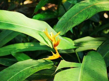Hawaii Tropical Botanical Garden #32