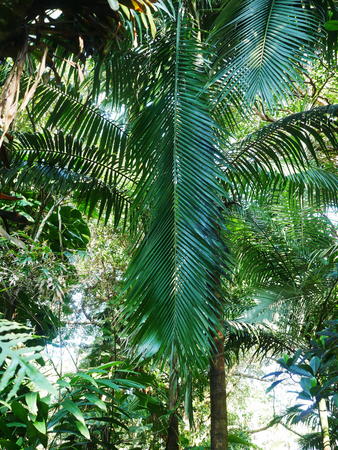 Hawaii Tropical Botanical Garden #33