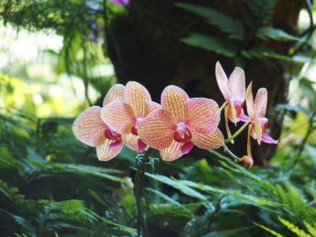 Hawaii Tropical Botanical Garden #37