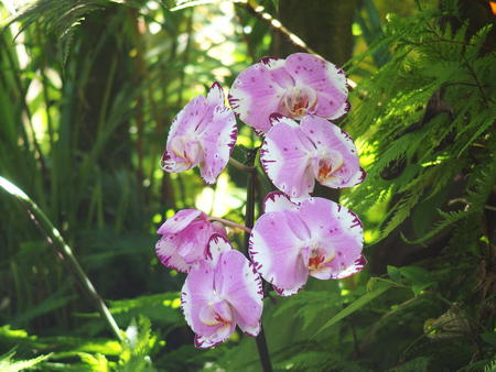 Hawaii Tropical Botanical Garden #38