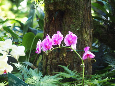 Hawaii Tropical Botanical Garden #39