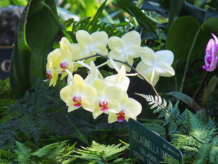 Hawaii Tropical Botanical Garden #40