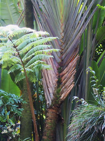 Hawaii Tropical Botanical Garden #41