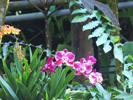 Hawaii Tropical Botanical Garden #42
