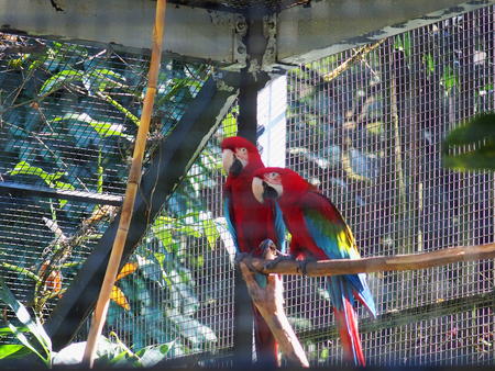 Macaws #2