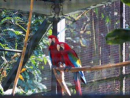 Macaws #3