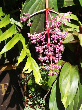 Hawaii Tropical Botanical Garden #48