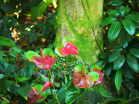 Hawaii Tropical Botanical Garden #51