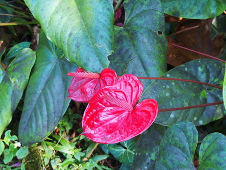 Hawaii Tropical Botanical Garden #52