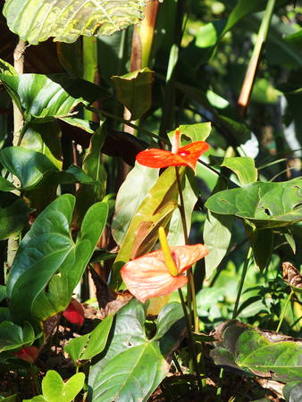 Hawaii Tropical Botanical Garden #53