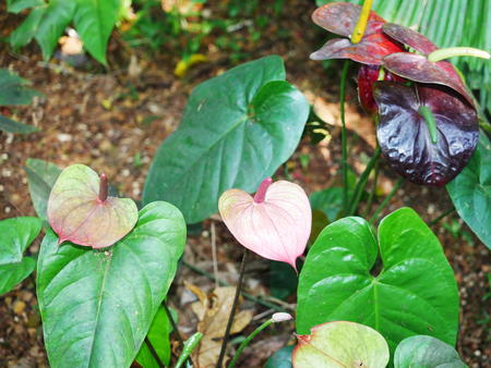 Hawaii Tropical Botanical Garden #54
