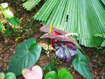 Hawaii Tropical Botanical Garden #55