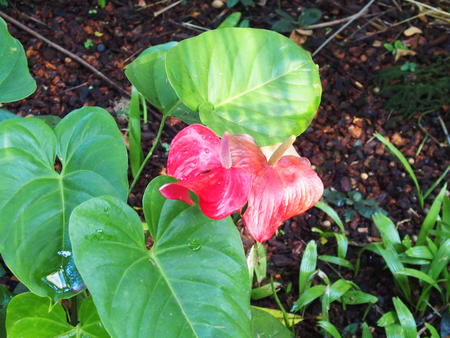 Hawaii Tropical Botanical Garden #59