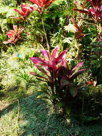 Hawaii Tropical Botanical Garden #68