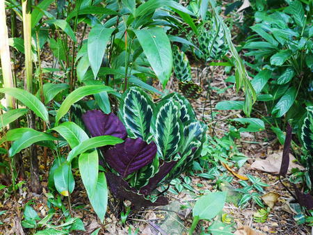 Hawaii Tropical Botanical Garden #71